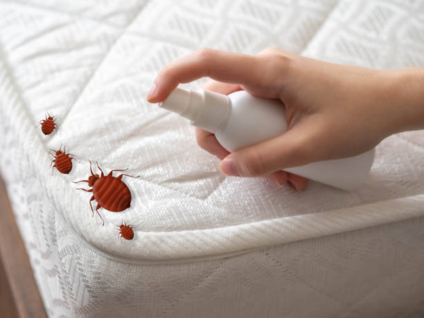 Trusted Imperial, CA Pest Control Experts