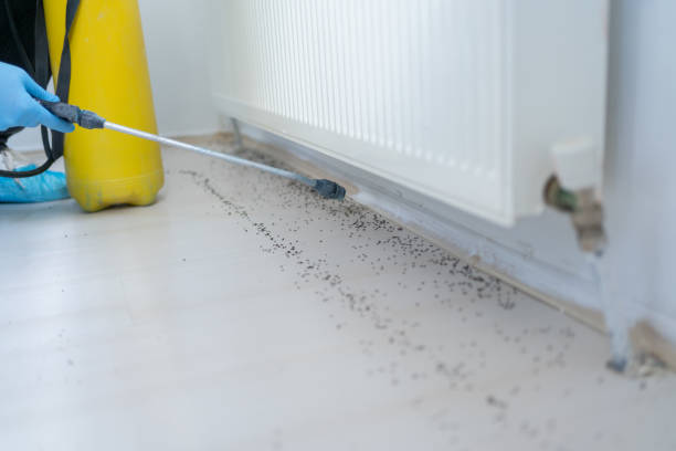 Best Termite Control Services  in Imperial, CA